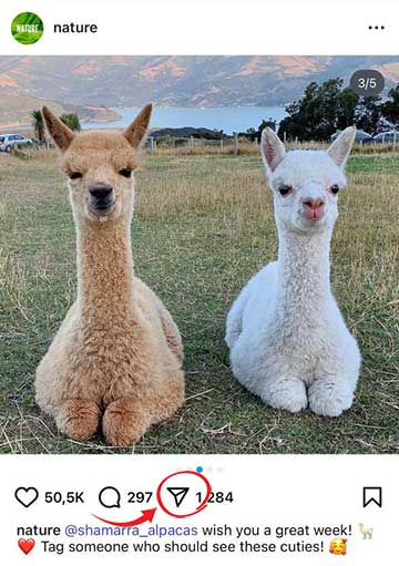 使用 Instagram 应用程序或 Safari 查找内容。